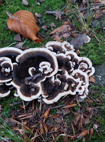 OUTKOVKA PESTRÁ (Trametes versicolor) FOTO: Marta Knauerová, 2022