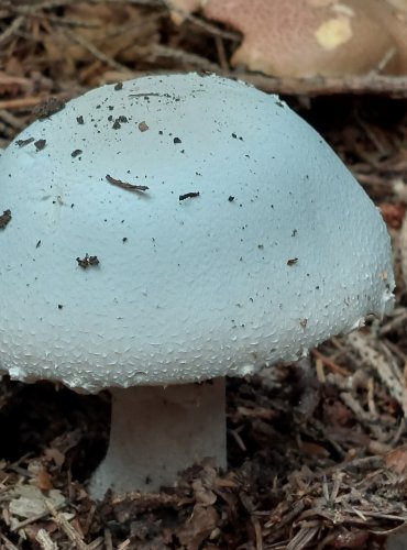 ŽAMPION ŠUPINKATÝ (Agaricus squamulifer) FOTO: Marta Knauerová, 2022

