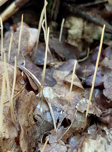 KYJ NIŤOVITÝ (Macrotyphula juncea) FOTO: Marta Knauerová, 2022