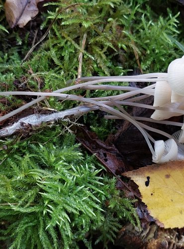 HELMOVKA NIŤONOHÁ (Mycena filopes) FOTO: Marta Knauerová, 10/2023