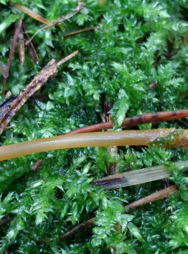 HELMOVKA ZLATOBŘITÁ (Mycena aurantiomarginata) FOTO: Marta Knauerová, 10/2023
