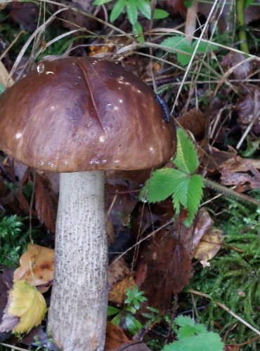 KOZÁK BŘEZOVÝ (Leccinum scabrum) FOTO: Marta Knauerová, 10/2023