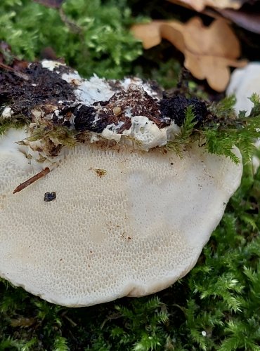 OUTKOVKA HRBATÁ (Trametes gibbosa) FOTO: Marta Knauerová, 10/2023