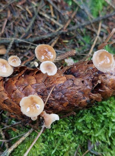PENÍZEČKA DROBNOVÝTRUSÁ (Baeospora myosura) FOTO: Marta Knauerová, 10/2023