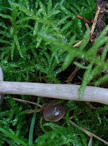 PENÍZOVKA KRÁTKONOHÁ (Tephrocybe tylicolor) FOTO: Marta Knauerová, 10/2023