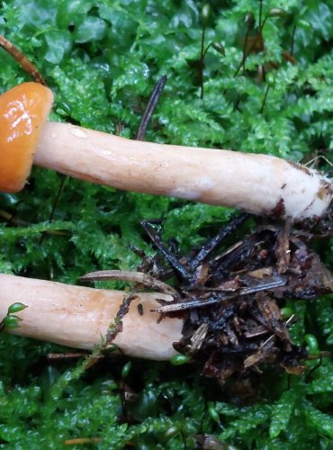 RYZEC ORANŽOVÝ (Lactarius aurantiacus) FOTO: Marta Knauerová, 10/2023