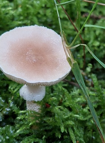 ZRNIVKA ŽRALOČÍ (Cystoderma carcharias) FOTO: Marta Knauerová, 10/2023