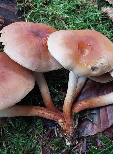 TŘEPENITKA CIHLOVÁ (Hypholoma lateritium) FOTO: Marta Knauerová, 10/2023
