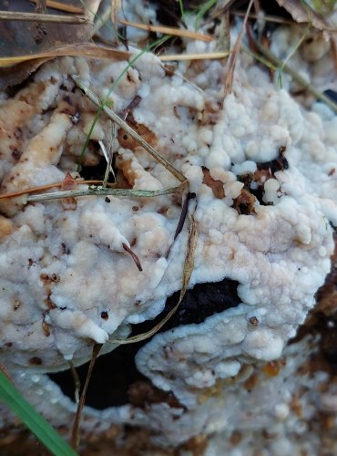 PÓRNATICE KRVAVĚJÍCÍ (Physisporinus sanguinolentus) FOTO: Marta Knauerová, 10/2023
