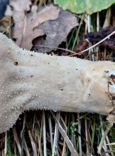 PÝCHAVKA PALICOVITÁ (Lycoperdon excipuliforme) FOTO: Marta Knauerová, 10/2023