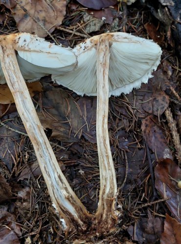 BEDLA ŠEDOHNĚDÁ (Chlorophyllum olivieri) FOTO: Marta Knauerová, 10/2023