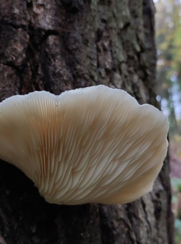 HLÍVA DUBOVÁ (Pleurotus dryinus) FOTO: Marta Knauerová, 10/2023