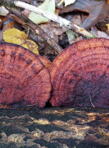 SÍŤKOVEC NAČERVENALÝ (Daedaleopsis confragosa) FOTO: Marta Knauerová, 10/2023