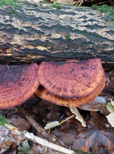 SÍŤKOVEC NAČERVENALÝ (Daedaleopsis confragosa) FOTO: Marta Knauerová, 10/2023