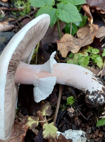 ŽAMPION z okruhu ŽAMPIONU HLÍZNATÉHO (Agaricus essettei) FOTO: Marta 
Knauerová, 10/2023

