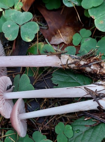 HELMOVKA NARŮŽOVĚLÁ (Mycena rosea) FOTO: Marta Knauerová, 10/2023