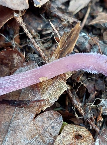 LAKOVKA AMETYSTOVÁ (Laccaria amethystina) FOTO: Marta Knauerová, 10/2023