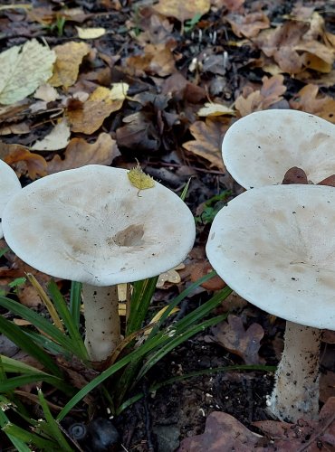 STRMĚLKA VELIKÁ (Infundibulicybe geotropa) FOTO: Marta Knauerová, 10/2023