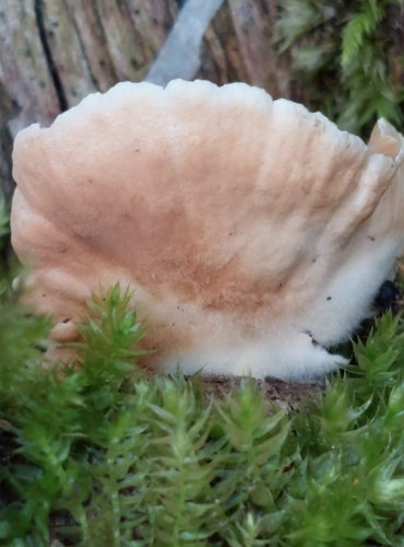 TREPKOVITKA MĚNLIVÁ (Crepidotus variabilis) FOTO: Marta Knauerová, 10/2023