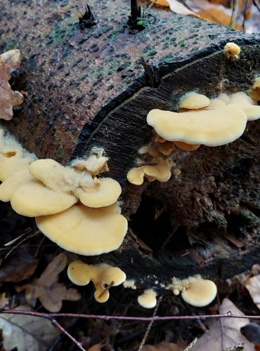 HLÍVA HNÍZDOVITÁ (Phyllotopsis nidulans) FOTO: Marta Knauerová, 11/2023