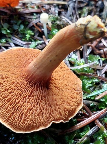 HŘIB PEPRNÝ (Chalciporus piperatus) FOTO: Marta Knauerová, 11/2023