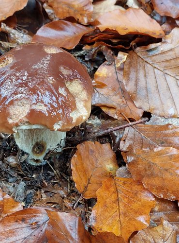 HŘIB SMRKOVÝ (Boletus edulis) FOTO: Marta Knauerová, 11/2023