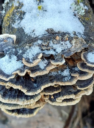 OUTKOVKA PESTRÁ (Trametes versicolor) FOTO: Marta Knauerová, 12/2024
